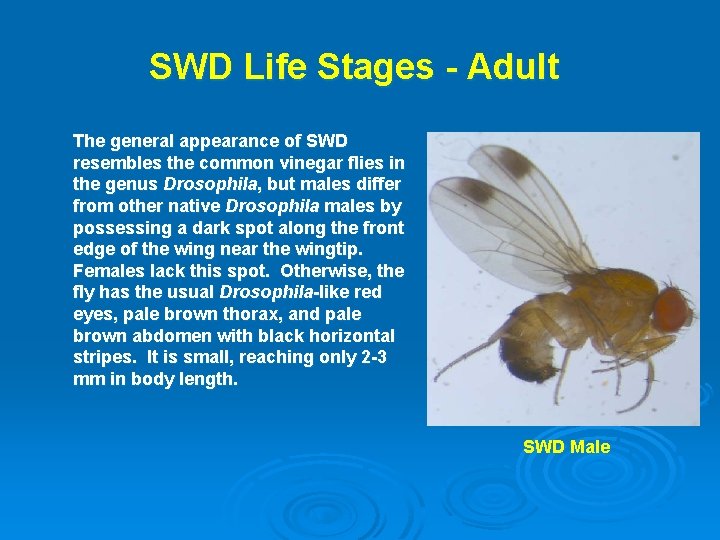 SWD Life Stages - Adult The general appearance of SWD resembles the common vinegar