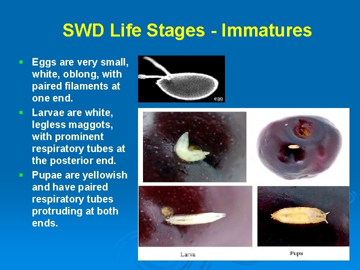 SWD Life Stages - Immatures § Eggs are very small, white, oblong, with paired