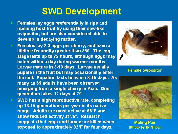 SWD Development § Females lay eggs preferentially in ripe and ripening host fruit by