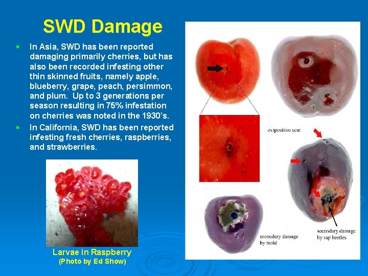 SWD Damage § § In Asia, SWD has been reported damaging primarily cherries, but