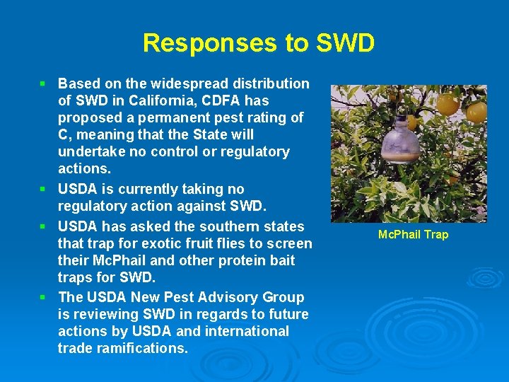 Responses to SWD § Based on the widespread distribution of SWD in California, CDFA