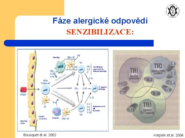 Fáze alergické odpovědi SENZIBILIZACE: Bousquet et al. 2002 Krejsek et al. 2004 