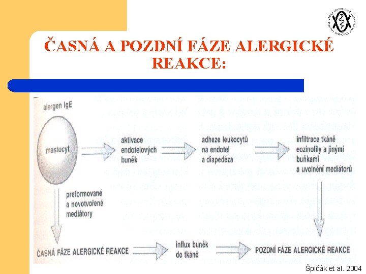 ČASNÁ A POZDNÍ FÁZE ALERGICKÉ REAKCE: Špičák et al. 2004 