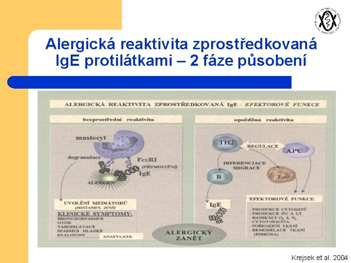 Alergická reaktivita zprostředkovaná Ig. E protilátkami – 2 fáze působení Krejsek et al. 2004