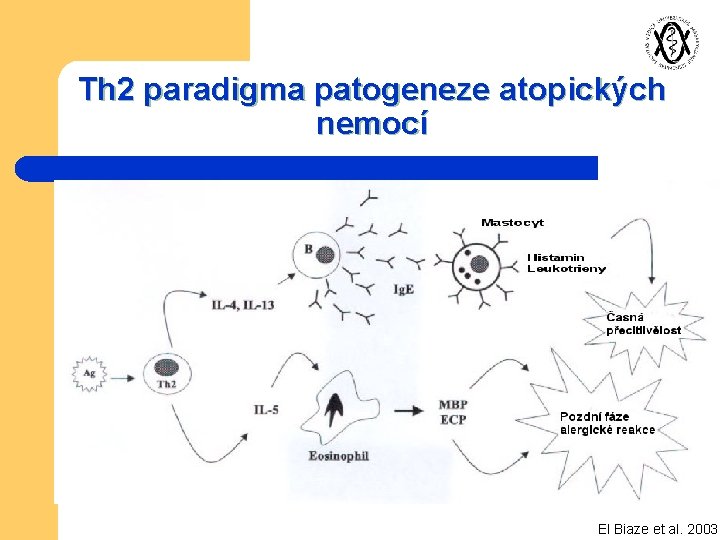 Th 2 paradigma patogeneze atopických nemocí El Biaze et al. 2003 