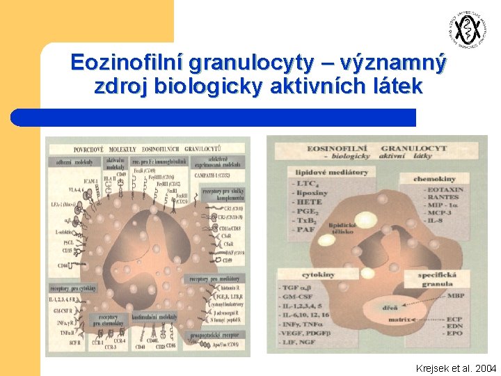 Eozinofilní granulocyty – významný zdroj biologicky aktivních látek Krejsek et al. 2004 