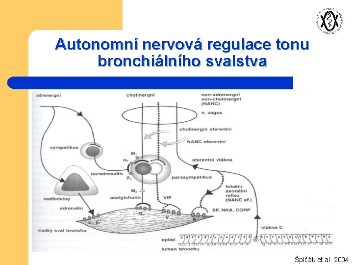 Autonomní nervová regulace tonu bronchiálního svalstva Špičák et al. 2004 