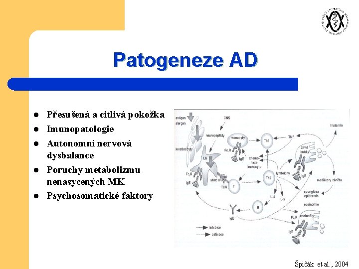 Patogeneze AD l l l Přesušená a citlivá pokožka Imunopatologie Autonomní nervová dysbalance Poruchy