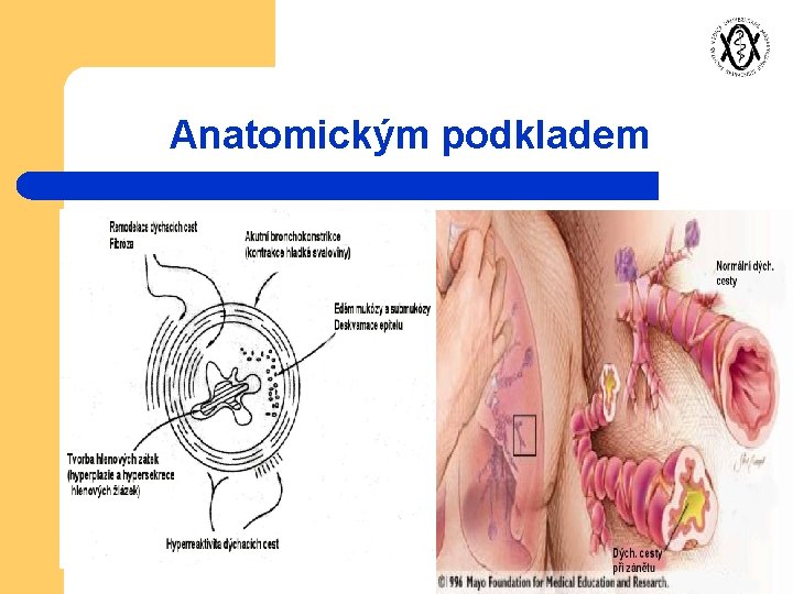 Anatomickým podkladem 