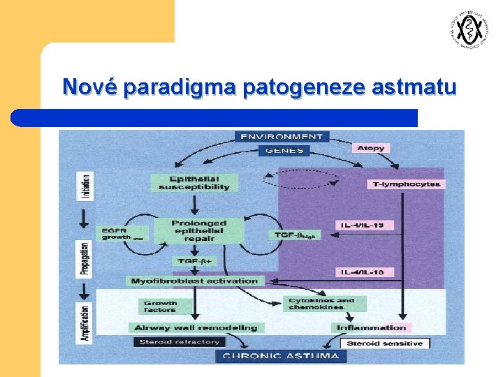 Nové paradigma patogeneze astmatu 