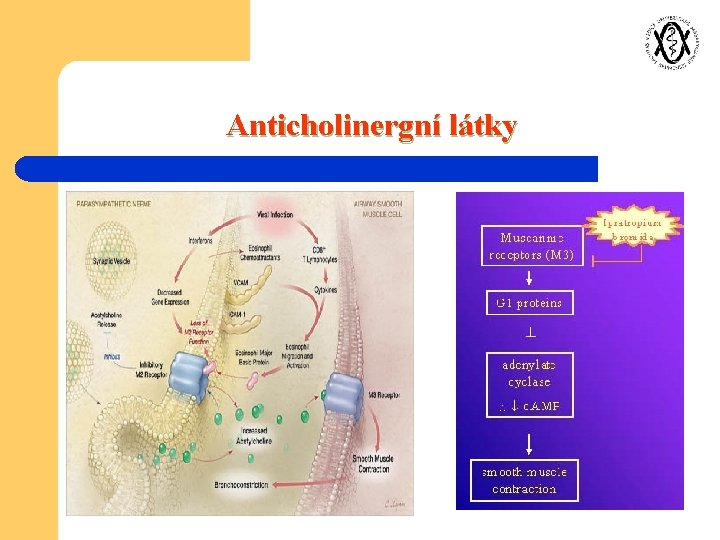 Anticholinergní látky 