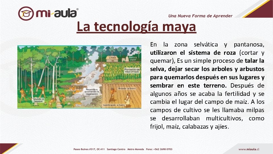 La tecnología maya En la zona selvática y pantanosa, utilizaron el sistema de roza