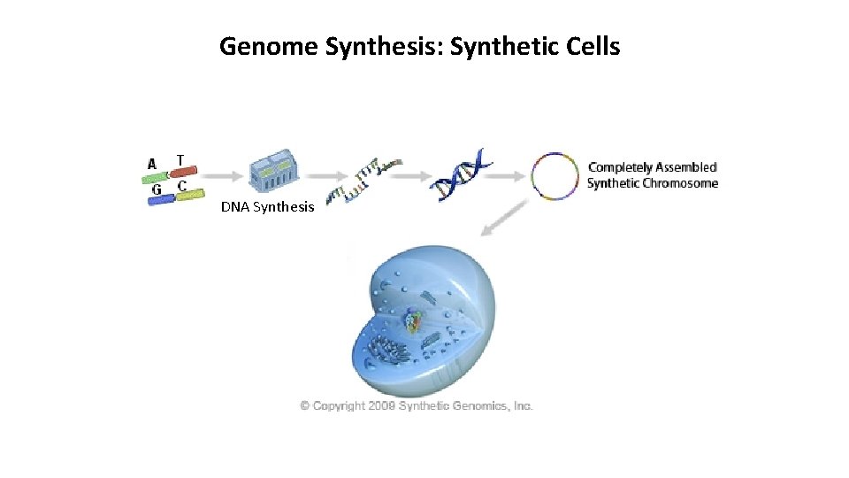 Genome Synthesis: Synthetic Cells DNA Synthesis 
