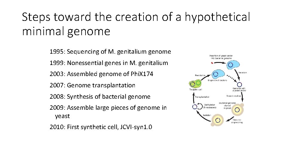 Steps toward the creation of a hypothetical minimal genome 1995: Sequencing of M. genitalium