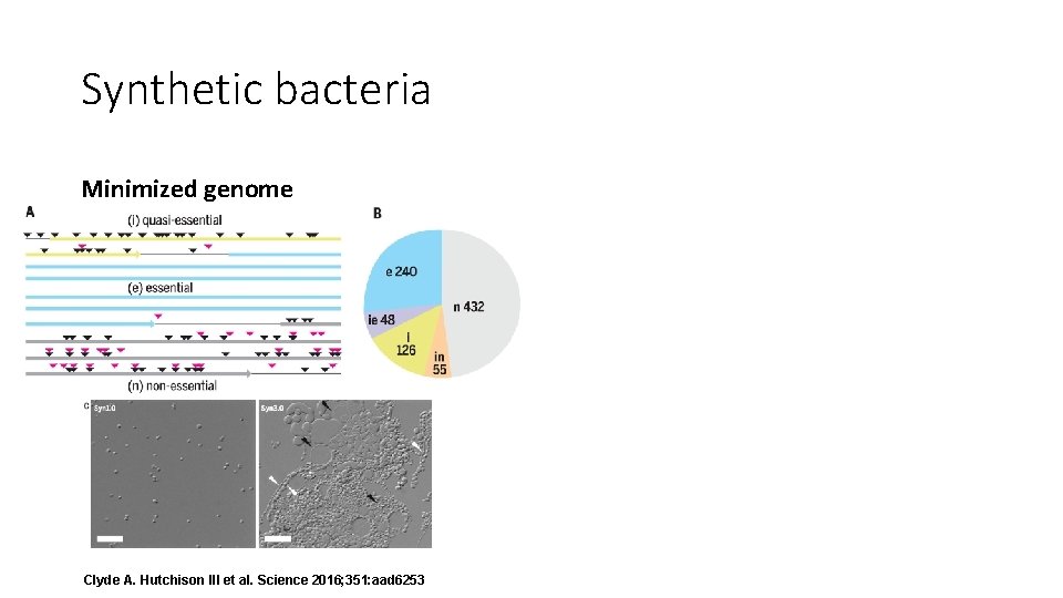 Synthetic bacteria Minimized genome Clyde A. Hutchison III et al. Science 2016; 351: aad