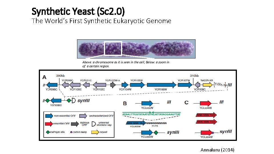 Synthetic Yeast (Sc 2. 0) The World’s First Synthetic Eukaryotic Genome Above: a chromosome