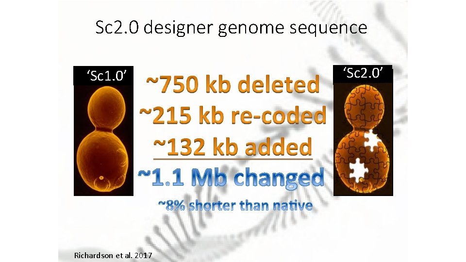 Sc 2. 0 designer genome sequence ‘Sc 1. 0’ Richardson et al. 2017 ‘Sc