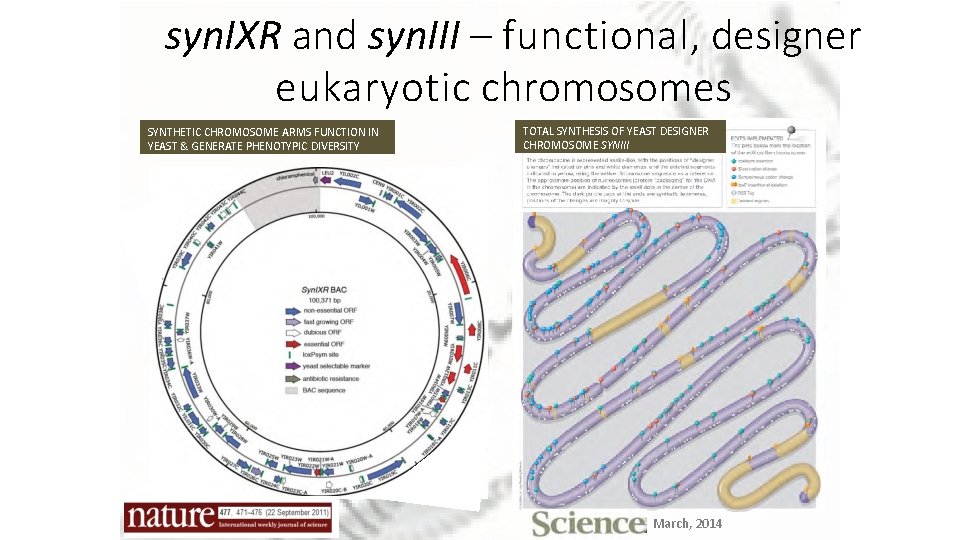 syn. IXR and syn. III – functional, designer eukaryotic chromosomes SYNTHETIC CHROMOSOME ARMS FUNCTION