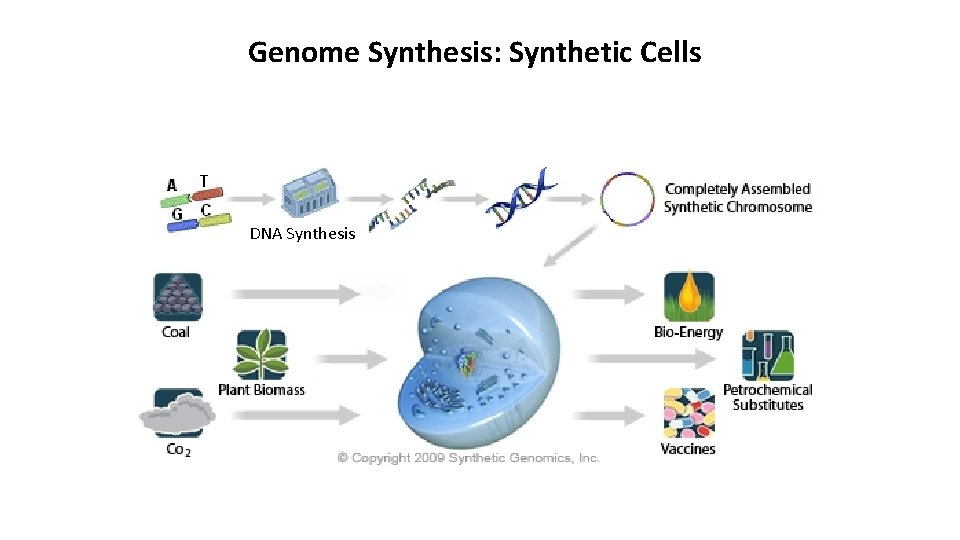 Genome Synthesis: Synthetic Cells DNA Synthesis 
