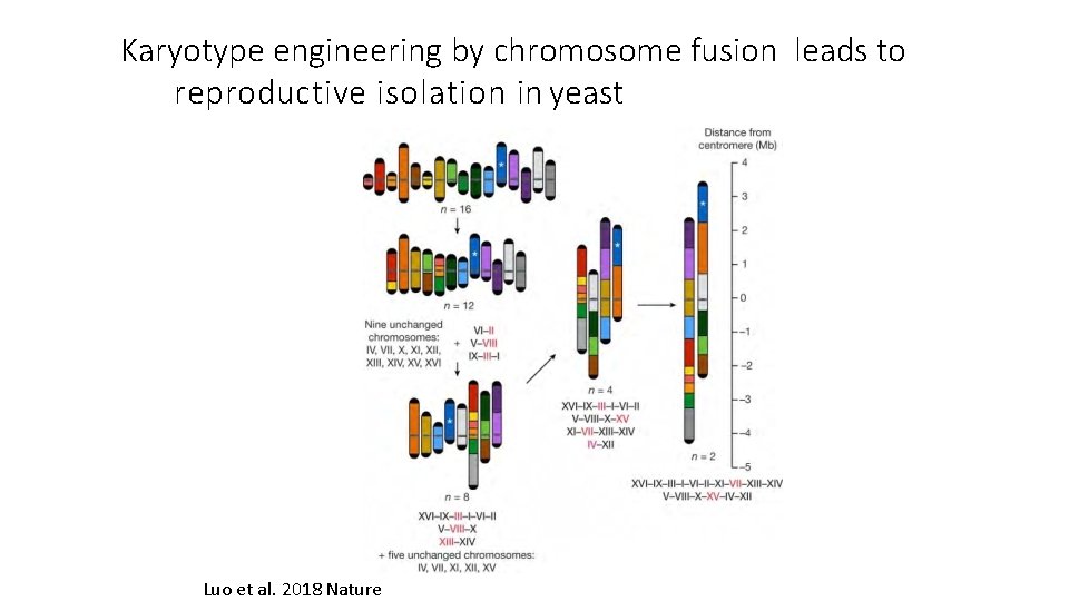 Karyotype engineering by chromosome fusion leads to reproductive isolation in yeast Luo et al.