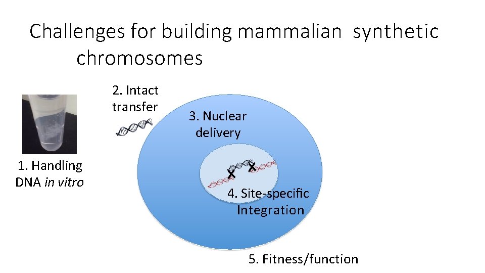 Challenges for building mammalian synthetic chromosomes 2. Intact transfer 1. Handling DNA in vitro
