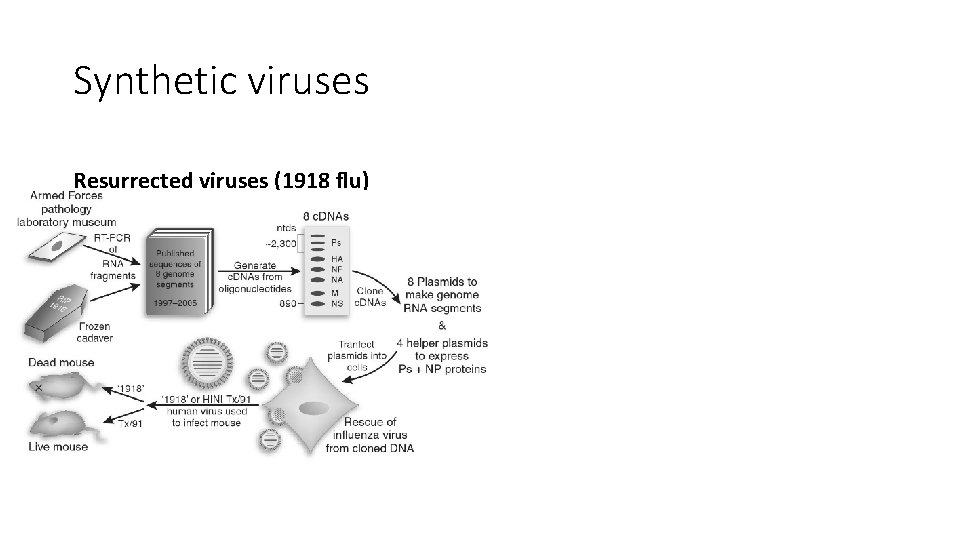 Synthetic viruses Resurrected viruses (1918 flu) 