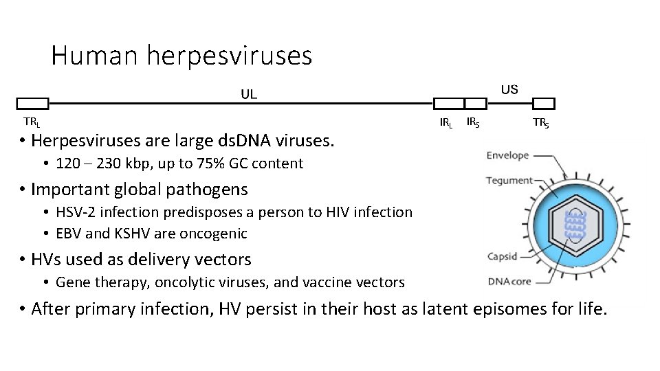 Human herpesviruses TRL • Herpesviruses are large ds. DNA viruses. IRL IRS TRS •