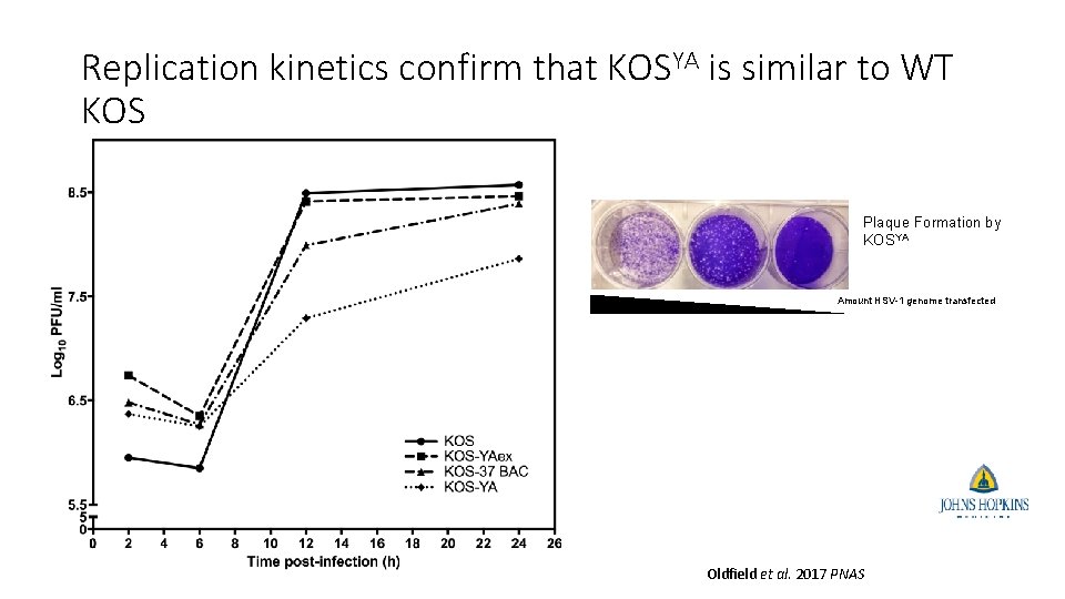 Replication kinetics confirm that KOSYA is similar to WT KOS Plaque Formation by KOSYA