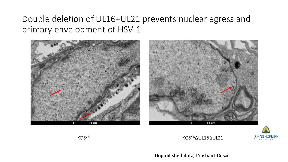 Double deletion of UL 16+UL 21 prevents nuclear egress and primary envelopment of HSV-1