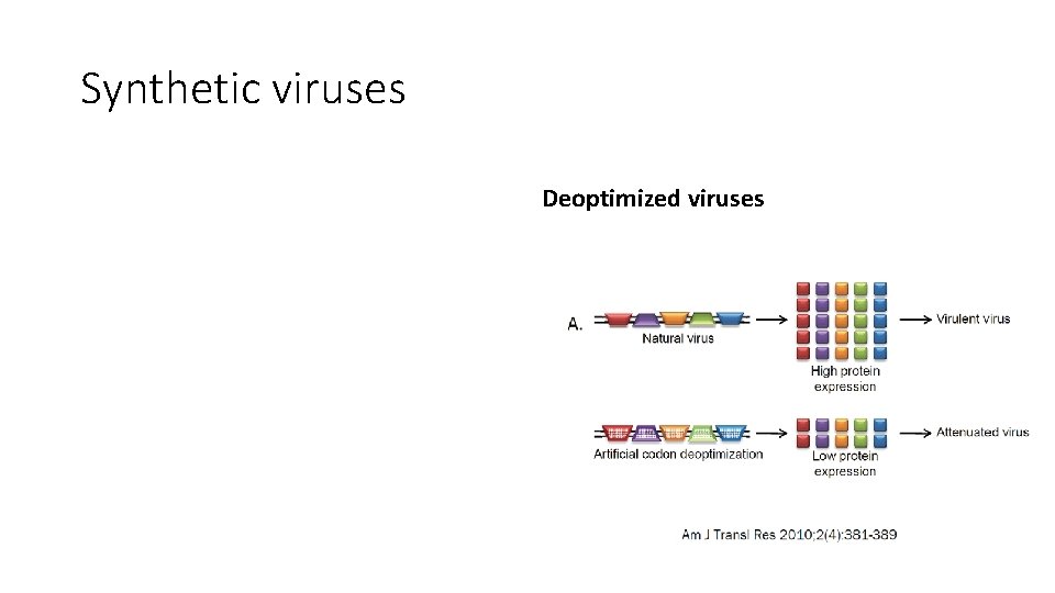 Synthetic viruses Deoptimized viruses 