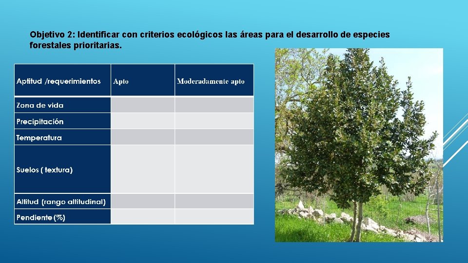 Objetivo 2: Identificar con criterios ecológicos las áreas para el desarrollo de especies forestales