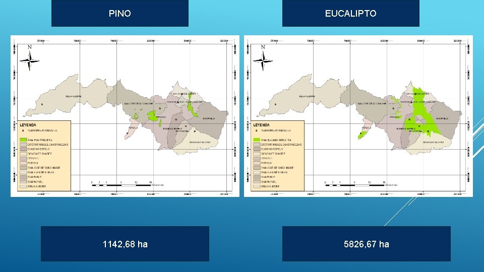 PINO 1142, 68 ha EUCALIPTO 5826, 67 ha 