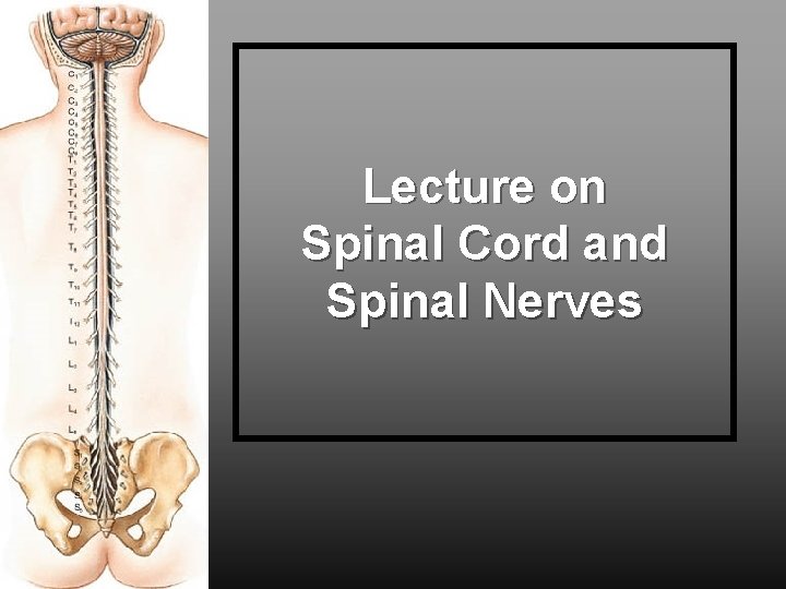 Lecture on Spinal Cord and Spinal Nerves 