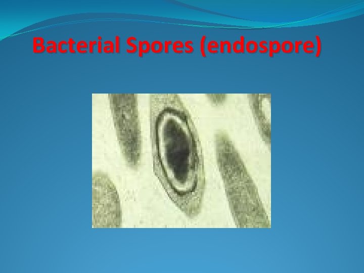 Bacterial Spores (endospore) 
