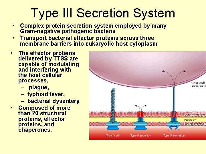 Type III Secretion System • Complex protein secretion system employed by many Gram-negative pathogenic