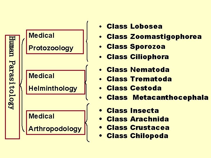 • Class Lobosea Human Parasitology Medical • Class Zoomastigophorea Protozoology • Class Sporozoa