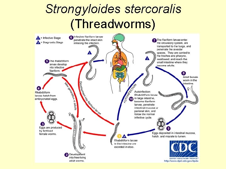 Strongyloides stercoralis (Threadworms) 