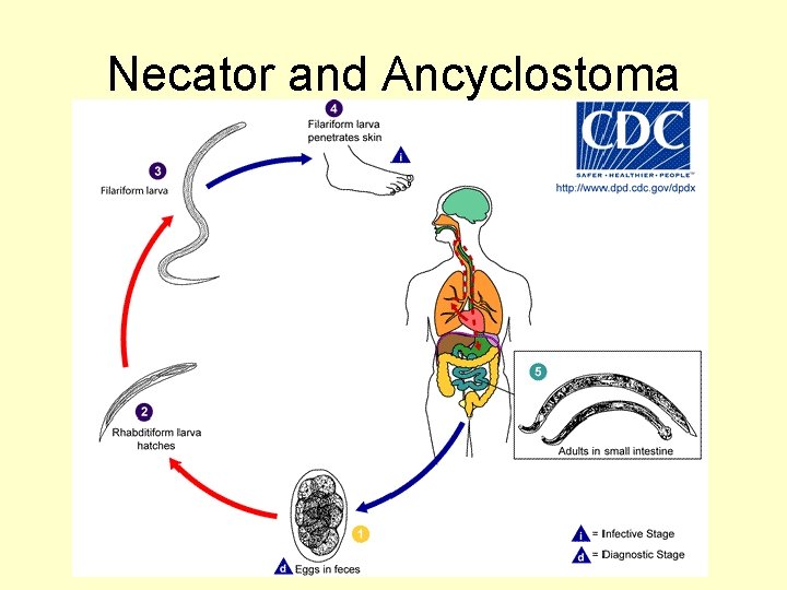 Necator and Ancyclostoma 