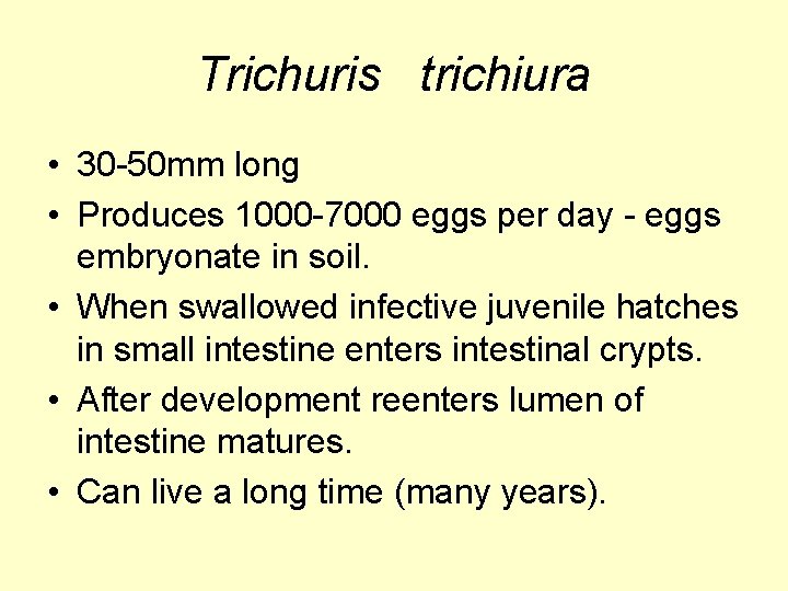 Trichuris trichiura • 30 -50 mm long • Produces 1000 -7000 eggs per day