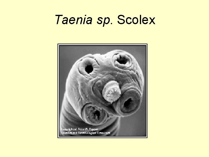 Taenia sp. Scolex 