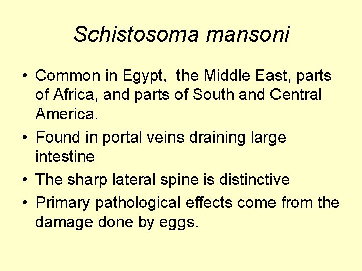 Schistosoma mansoni • Common in Egypt, the Middle East, parts of Africa, and parts