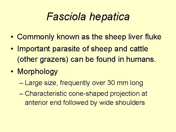 Fasciola hepatica • Commonly known as the sheep liver fluke • Important parasite of