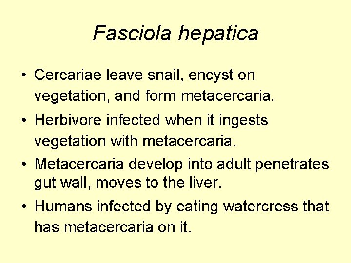 Fasciola hepatica • Cercariae leave snail, encyst on vegetation, and form metacercaria. • Herbivore