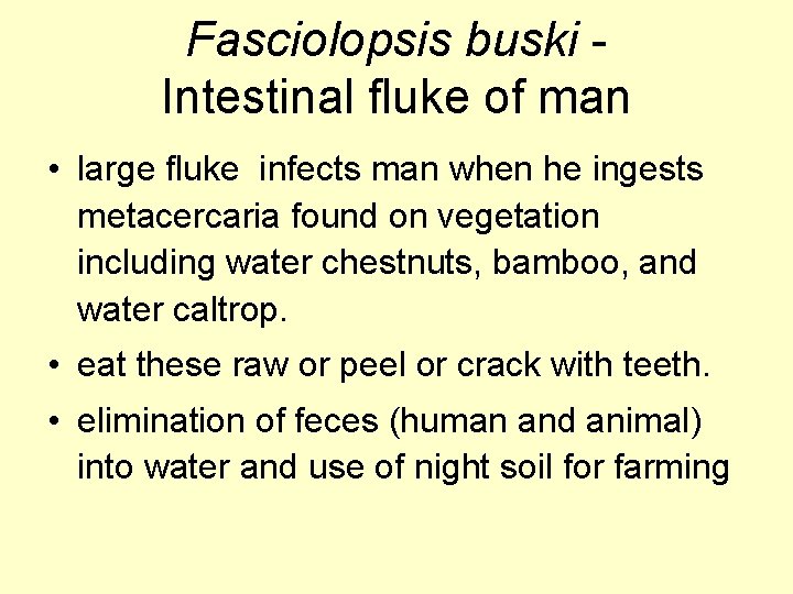 Fasciolopsis buski Intestinal fluke of man • large fluke infects man when he ingests