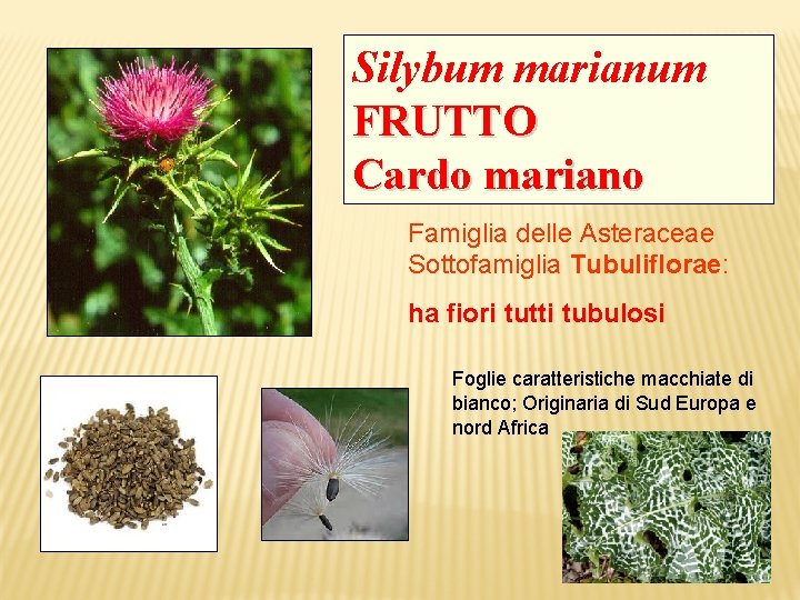 Silybum marianum FRUTTO Cardo mariano Famiglia delle Asteraceae Sottofamiglia Tubuliflorae: ha fiori tutti tubulosi