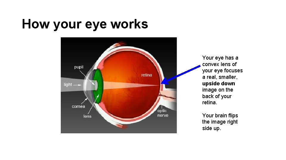 How your eye works Your eye has a convex lens of your eye focuses