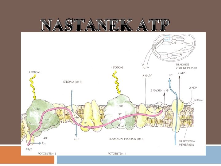 NASTANEK ATP 