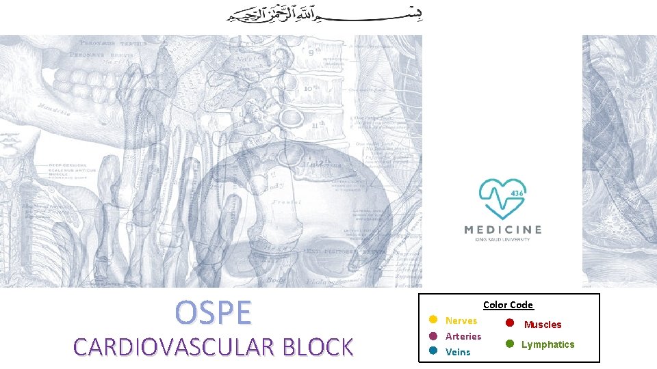 OSPE CARDIOVASCULAR BLOCK Color Code Nerves Arteries Veins Muscles Lymphatics 