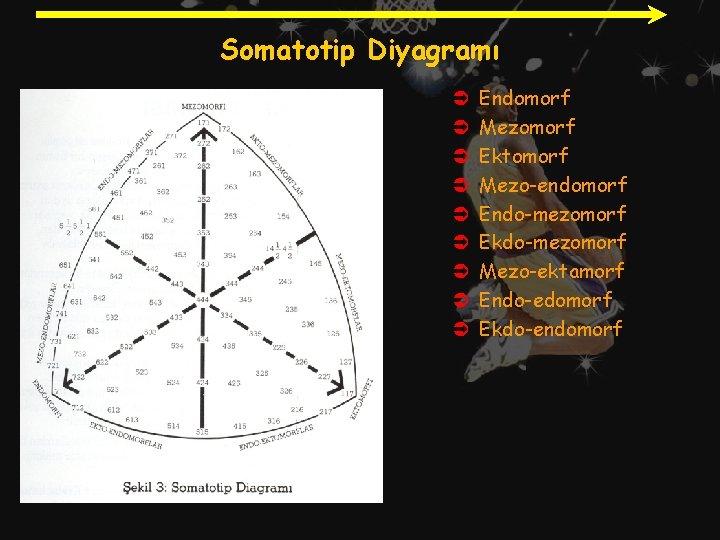 Somatotip Diyagramı Ü Ü Ü Ü Ü Endomorf Mezomorf Ektomorf Mezo-endomorf Endo-mezomorf Ekdo-mezomorf Mezo-ektamorf