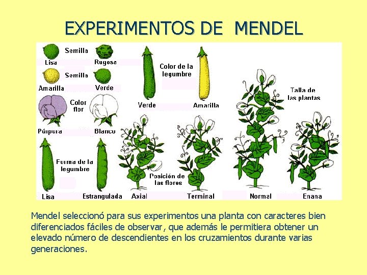 EXPERIMENTOS DE MENDEL Mendel seleccionó para sus experimentos una planta con caracteres bien diferenciados